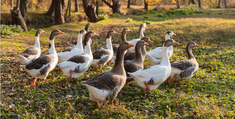 Kaz Kılıç Bey Çiftliği